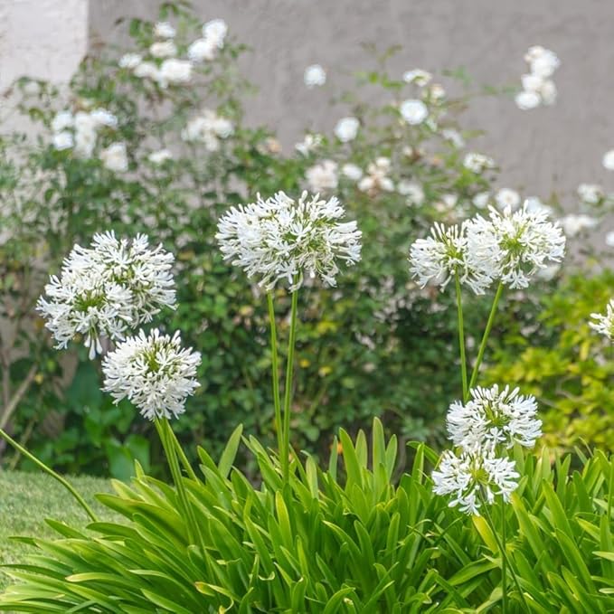 Gardens Best Graceful Beauty Alliums – 30 Bulbs - White Star-Shaped Flowers | Easy-Grow Spring Perennials | Deer Resistant | Attracts Bees & Butterflies | Zones 4–9