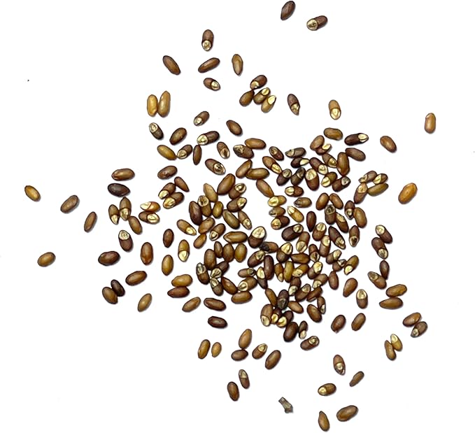 Seed Needs Rosemary Seeds for Planting - Non-GMO Heirloom & Untreated Perennial Herbs to Plant a Medicinal & Culinary Kitchen Garden Indoors or Outdoors (1 Pack)