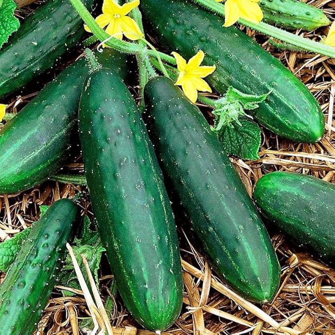 KIRA SEEDS - Seeds Indoor Cucumber Zozulya Long - Self-Pollinated - Heirloom Vegetable - GMO Free