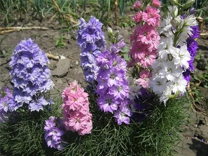 Delphinium Dwarf Mix Seeds – Delphinium Elatum | Perennial | Compact, Colorful Blooms for Borders & Containers