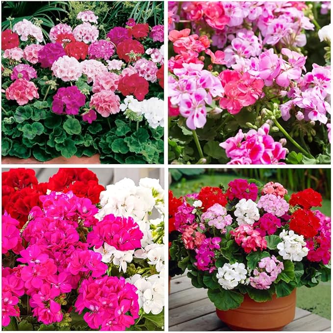10+Geranium Flower Seeds for Planting-Perennial Geranium Bedding Basket Plant Seeds