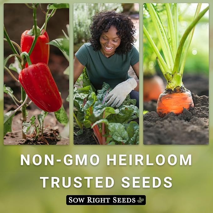 Sow Right Seeds - Beefsteak Tomato Seeds for Planting - Non-GMO Heirloom Packet with Instructions to Plant a Home Vegetable Garden - Indeterminate, Super Large and Bright Red Fruits (2)