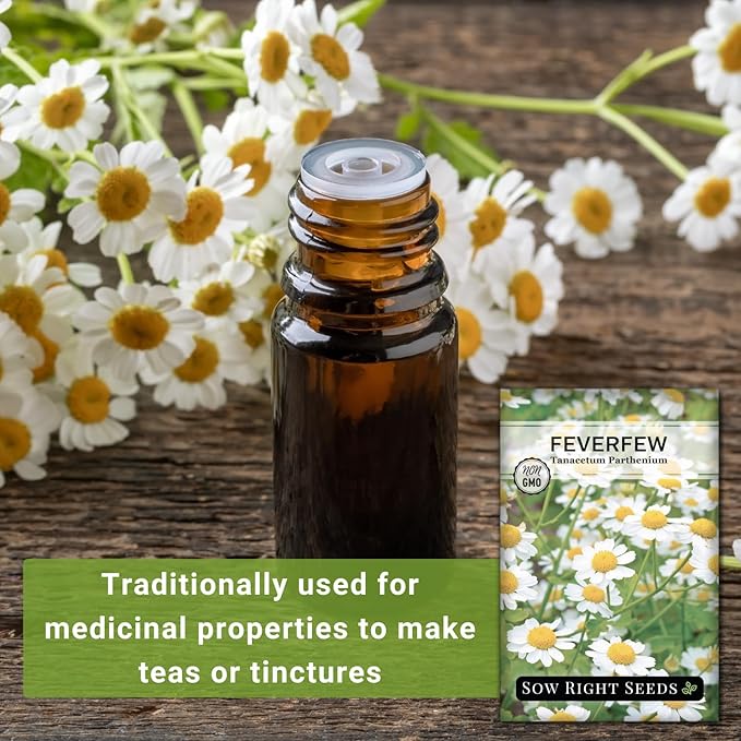 Sow Right Seeds - Feverfew Seeds for Planting - Non-GMO Heirloom Packet with Instructions to Plant an Outdoor or Indoor Herb Garden - Traditional Medicinal Herb, Make Tea & Extract for Migraines (4)