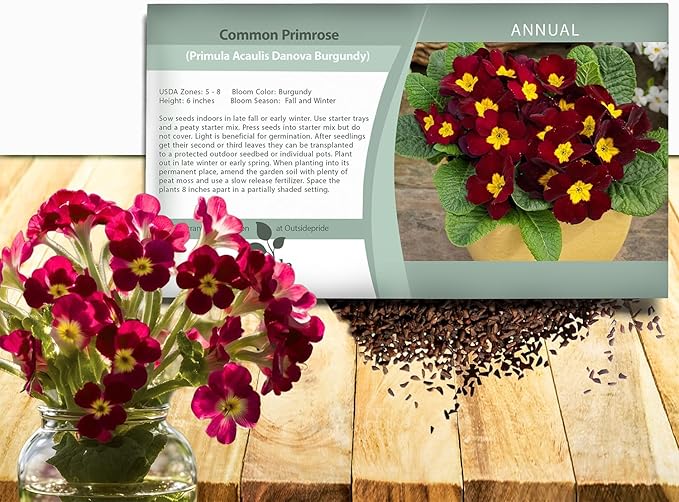Outsidepride Danessa Burgundy Common Primrose Seeds - 50 Pcs Annual, Hardy, Easy to Grow & Low Maintenance Flower Seeds for Planting Vibrant Soft Blooms, for Containers, Borders & Erosion Control