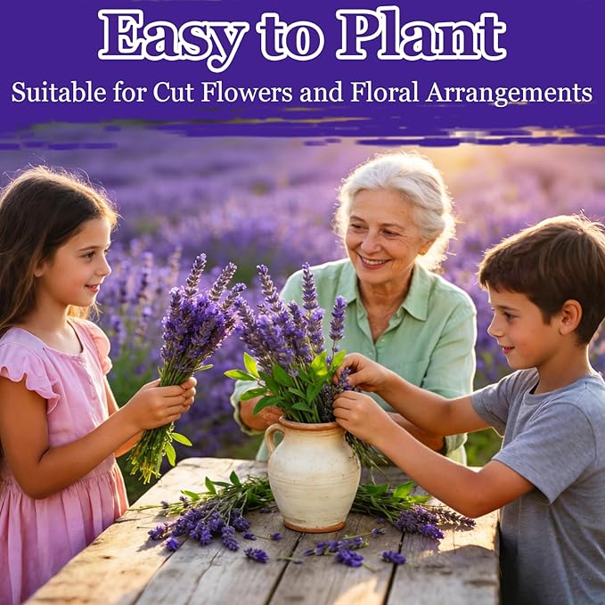 9500pcs Lavender Perennial Flower Seeds for Planting, Non-GMO Heirloom Purple Lavender Perennial Wildflower Plant Seeds, Open Pollinated Beauty Home Garden Flowers in Outdoors Indoors