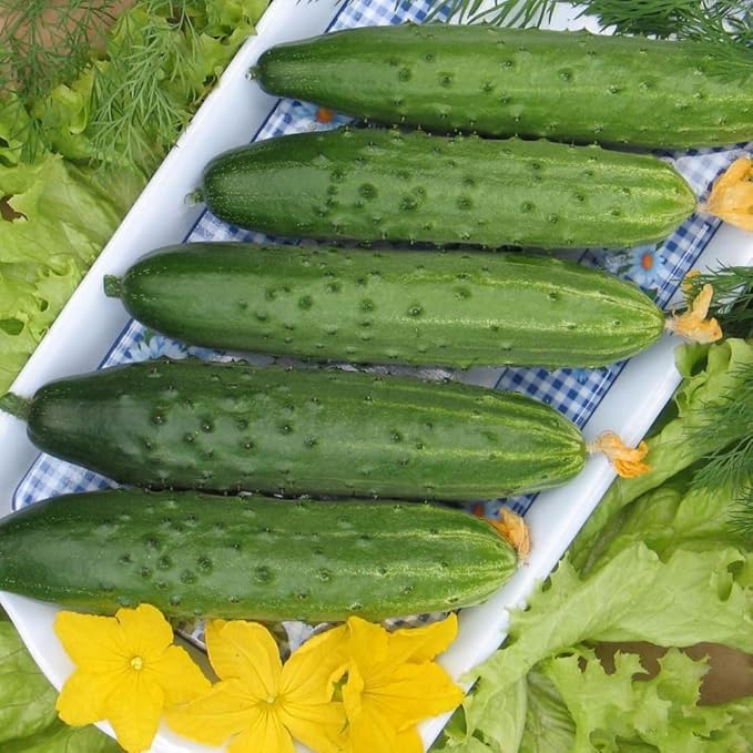 SeedsUP - 10+ Seeds Indoor Cucumber Zozula F1 Self-Pollinating - Vegetable Green