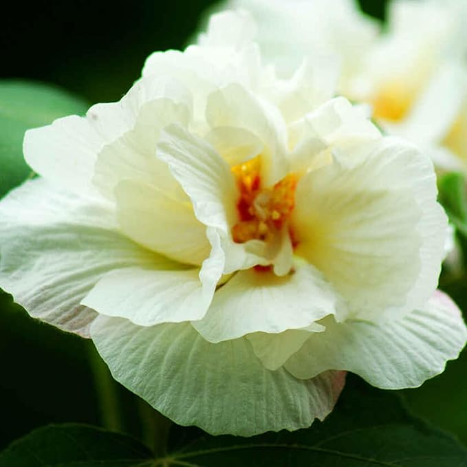 Mixrug Mix Hibiscus Seeds for Planting, 200pcs Rare Perennial Grandiflorus Giant Hibiscus Flower Seeds, Non-GMO Heirloom Beauty Blooms Flowers Plants for Home Garden Outdoors