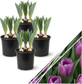 Live Flowering Tulip (4 Per Pack) - Purple, Beautiful Spring Bulbs, Ships Dormant in 1 Pint Pot, Blooms in 2-3 Weeks