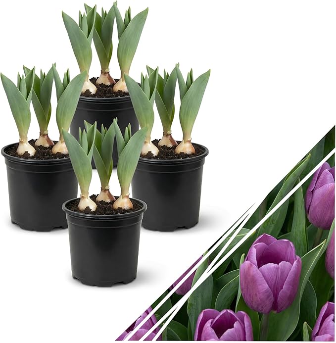 Live Flowering Tulip (4 Per Pack) - Purple, Beautiful Spring Bulbs, Ships Dormant in 1 Pint Pot, Blooms in 2-3 Weeks
