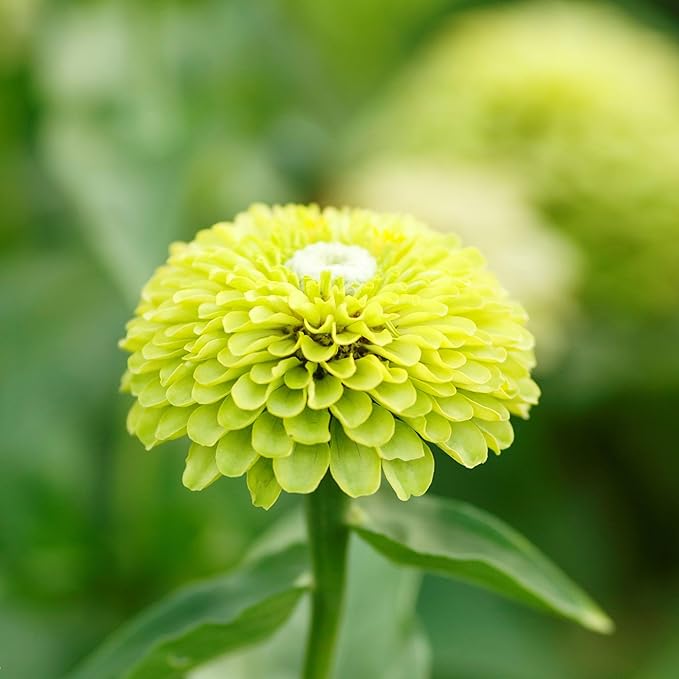 Eden Brothers Zinnia Seeds - Envy, Non-GMO Seeds for Planting, Packet | Low-Maintenance Flower Seeds, Plant During Spring, Zones 3, 4, 5, 6, 7, 8, 9, 10