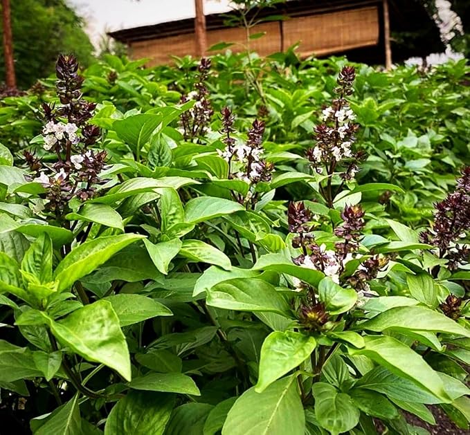 500+ Pcs Large Basil Seed Collection for Planting -Sweet, Opal, Thai, and Giant Leaf Basil - Non-GMO Heirloom Grow Indoors or Outdoor (Thai Basil)