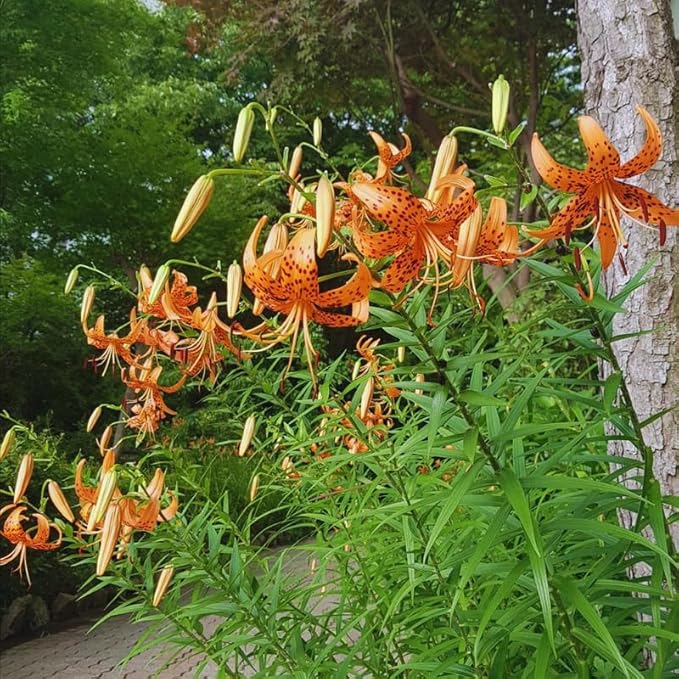 10 Tiger Lilies Bulbs for Planting, Turks Cap Lily Bulbs for Planting Outdoors, Annual Flower Bulb, Easy to Plant
