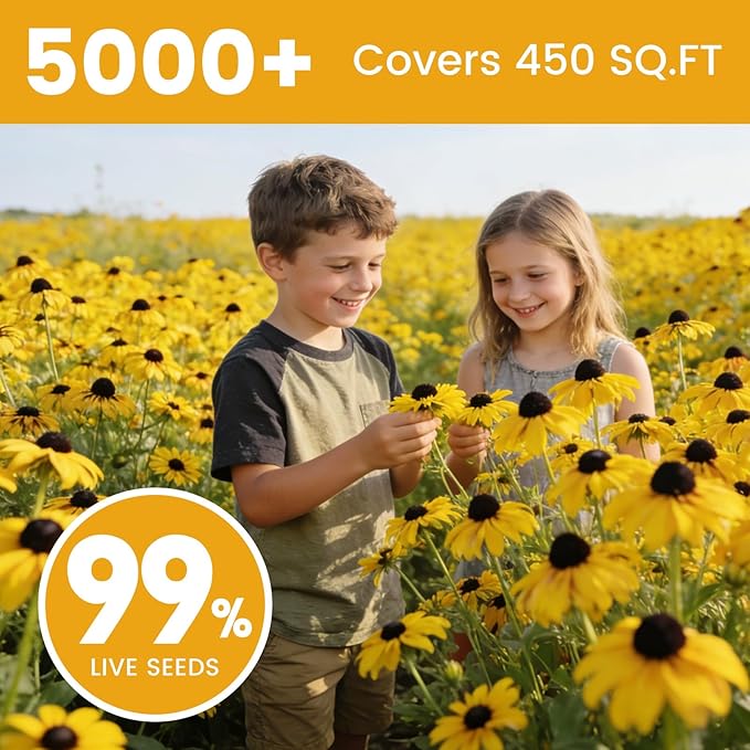 5000+ Black Eyed Susan Seeds for Planting, Perennial Wildflower Seeds for Pollinator Gardens, Non-GMO Heirloom Flower Seeds to Plant Outside & Inside, Borders, Containers, Rudbeckia hirta