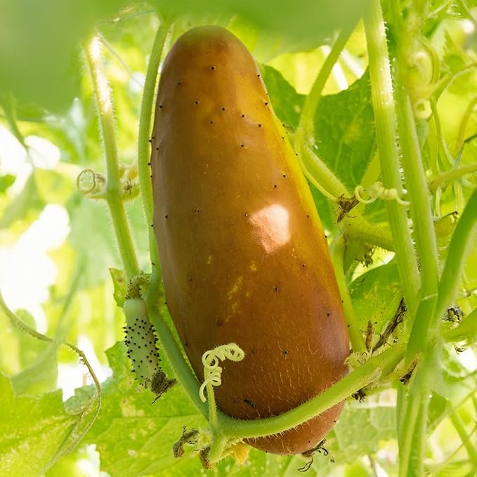 Banyan Botanicals Organic Cucumber Seeds – Heirloom Poona Khera (Cucumis Sativus) Seeds –Tender & Crisp for Eating or Pickling – 30 Count – Open Pollinated Non-GMO Easy-to-Grow