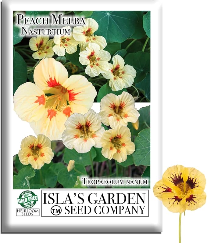 Peach Melba Dwarf Nasturtium Seeds (Tropaeolum nanum) – 30+ Heirloom Non-GMO Seeds by Isla’s Garden Seeds, Compact Edible Flower, Cream Peach Blooms with Red Centers, Container Friendly, Fast Growing