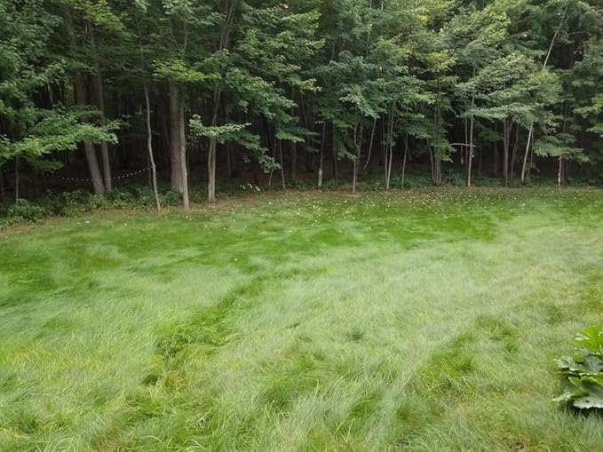 Flawn Seed Kits Simple Lawn Mow Less Fine Fescue Grass Seed, 2 lbs, Low Maintenance, Shade Tolerant, Covers up to 1000 Sqft