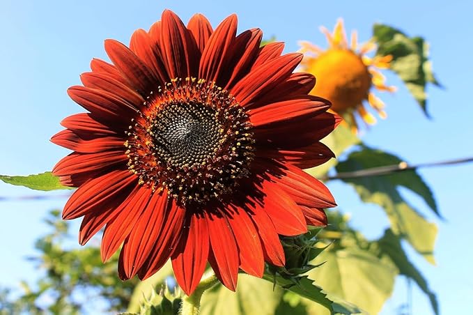 Black Duck Brand Set of Flower Seed Packets! Flower Seeds in Bulk - Great for Creating The Garden of Your Dreams! (50, Assorted Sunflower)