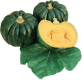 Squash Seeds - Japanese, Winter - Kogiku - 1 Lb ~2608 Seeds - Non-GMO, Heirloom - Asian Garden Vegetable