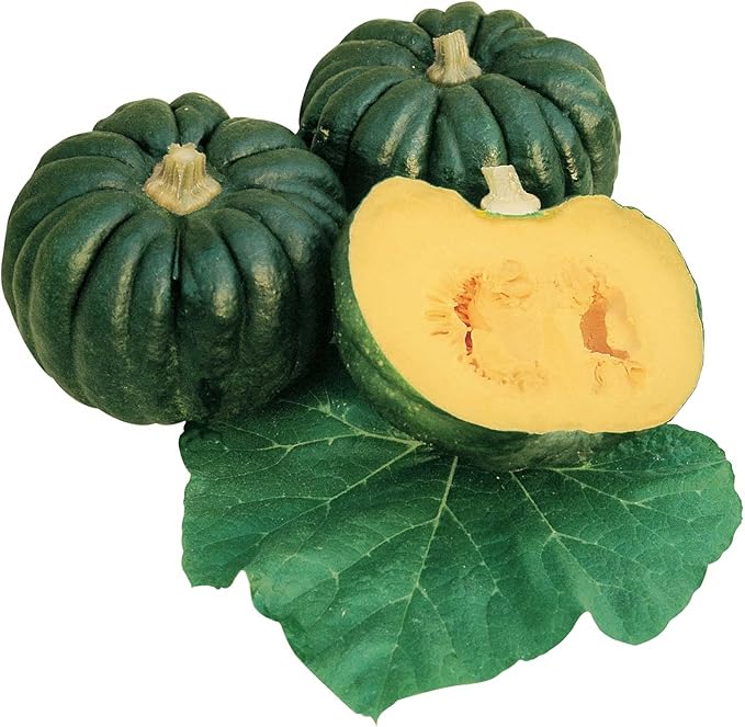 Squash Seeds - Japanese, Winter - Kogiku - 1 Lb ~2608 Seeds - Non-GMO, Heirloom - Asian Garden Vegetable