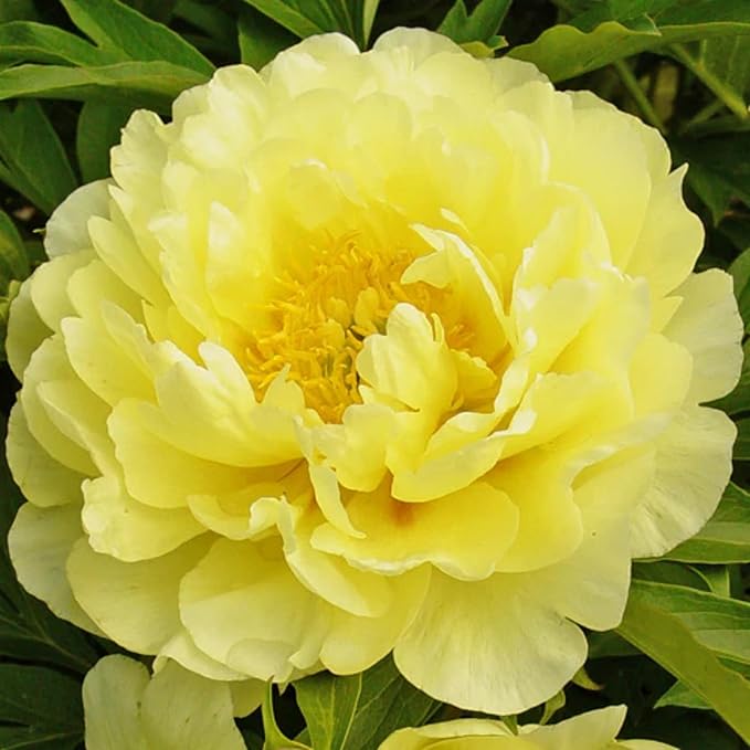 300+ Mixed Peony Seeds for Planting - Non-GMO Heirloom Peony Seeds - Attracts Butterflies Pollinators