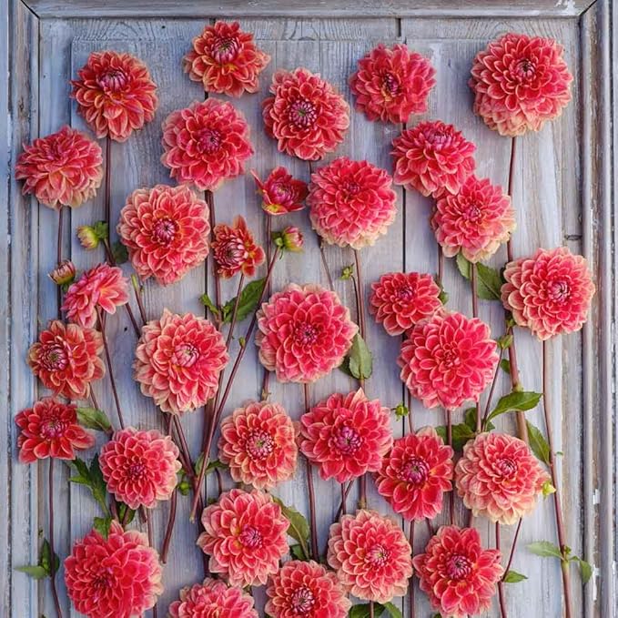 Eden Brothers Dahlia Bulbs (Decorative) - All that Jazz, Non-GMO Bulbs for Planting, 2 Bulbs | Low-Maintenance Flower Bulbs, Plant During Spring, Zones 8, 9, 10, 11