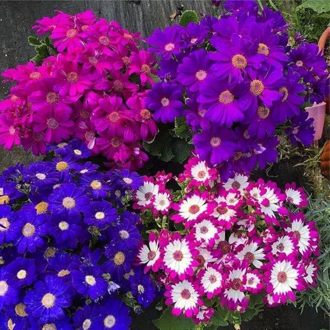 1000+ Perennial Mix Cineraria Flower Seeds for Planting Outdoor-Attracts Bees&Butterflies Non-GMO Heirloom