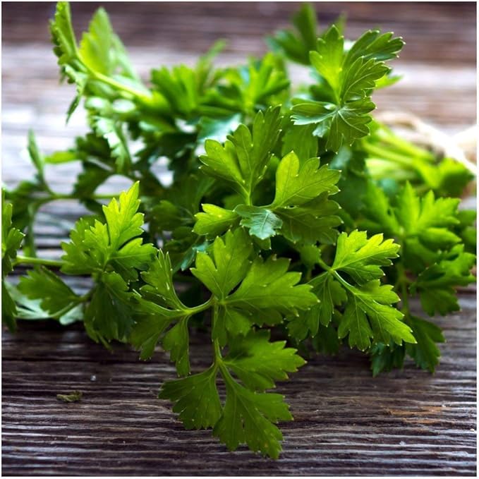 SeedsUP - 2000+ Seeds Italian Flat-Leaf Parsley Indoor for Pots Year-Round - 2000 Seeds - Herb Green