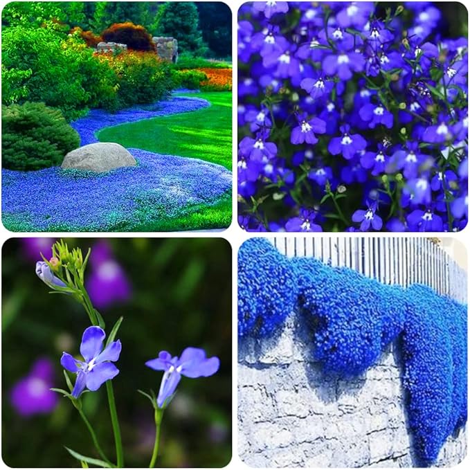 1000+ Blue Creeping Thyme Seeds for Planting, Dwarf Ground Cover Plants Easy to Plant and Grow, for Rocks and Lawns