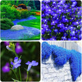 1000+ Blue Creeping Thyme Seeds for Planting, Dwarf Ground Cover Plants Easy to Plant and Grow, for Rocks and Lawns