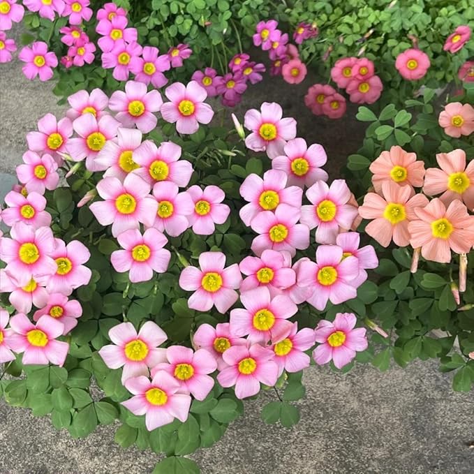 12 Oxalis Triangularis Flower Seeds for Planting, Oxalis Triangularis Bulb Flowers Seed, Non-GMO Heirloom Flower Seeds for Home Garden Outdoor