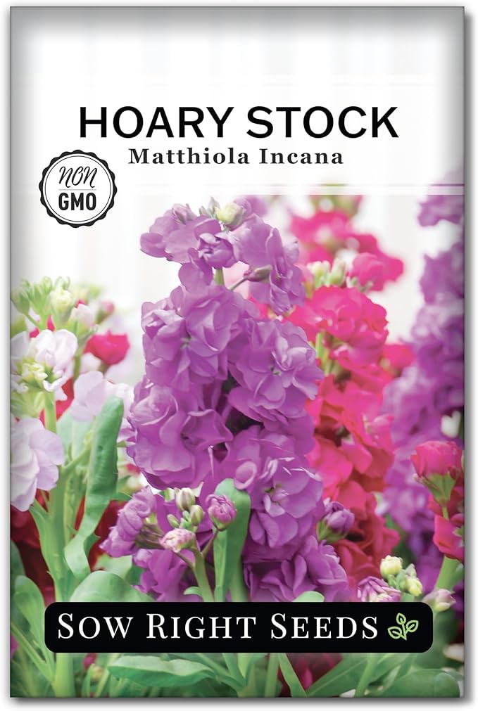 Sow Right Seeds - Hoary Dwarf Mix Stock Seeds for Planting - Non-GMO Heirloom Packet with Instructions to Plant an Outdoor Cottage Garden - Sweet Scented Double Flowers for Patios & Containers (1)