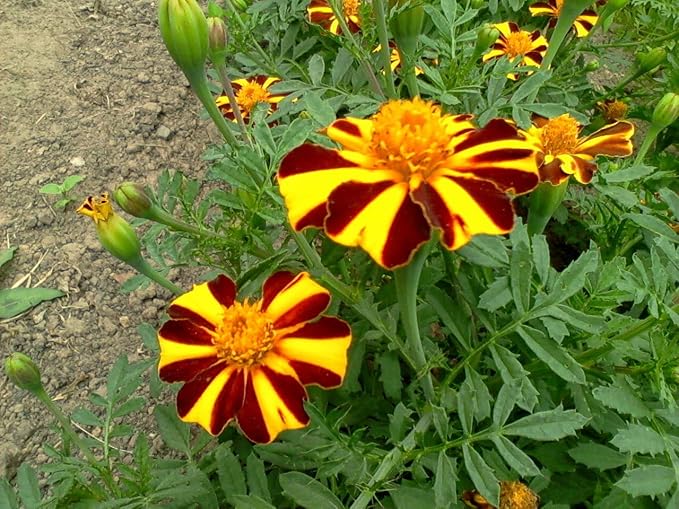 NIKA SEEDS - Seeds Flowers French Marigold Majestic Annual - 100 Seeds