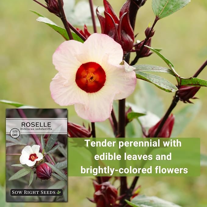 Sow Right Seeds - Roselle Seeds for Planting - Hibiscus Sabdariffa - Non-GMO Heirloom Variety - Tender Perennial - Edible Flowers for Homemade Syrup and Jam - Tropical Flower Garden (1)