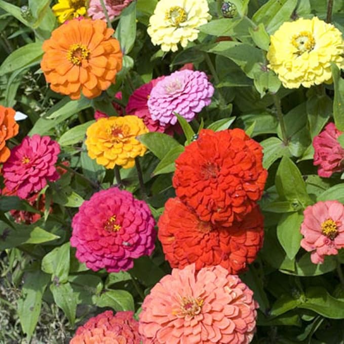 Zinnia California Giant Flower Seeds, Bulk Pack 8 Oz, 22,000+ Seeds by Seeds2Go