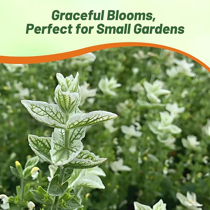 Outsidepride White Swan Salvia Seeds - 2,000 Pcs Annual, Compact, Heavy Blooming & Drought-Tolerant Sage Seeds for Planting Fragrant White Blooms for Butterfly & Hummingbird Gardens & Landscaping