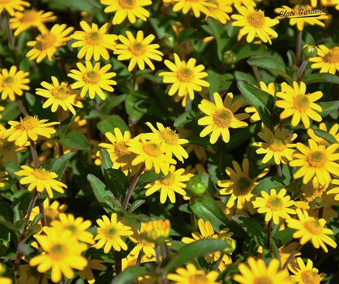 Creeping Zinnia - Sanvitalia Procumbens - 1000 Seeds - Bright Colors, Heirloom, Non-GMO, USA Grown, Excellent for Pollinators, Annual - Vibrant Flowers for Any Home Garden