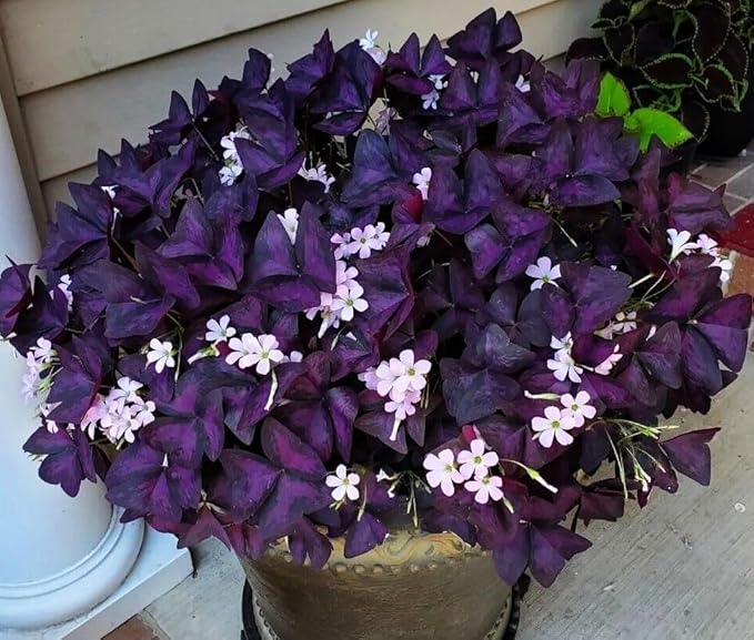 Complete Spring Flower Bulb Garden - 10 Bulbs Tulip/Crocus/Ranunculus Bulbs Continuous Blooms (Spring Color from March Through June) - Large Size Jumbo Bulbs (Purple Shamrocks Bulbs)