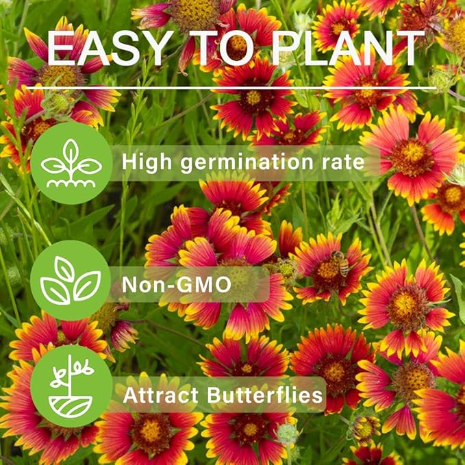 300+ Mixed Gaillardia Indian Blanket Flower Seed for Planting Wildflower Perennial Butterflies