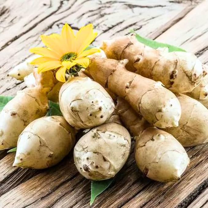 5 Jerusalem Artichoke Tubers, Sunchoke for Planting, Hardy Perennial Vegetable for Home Garden