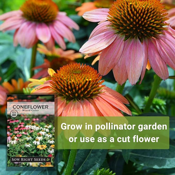 Sow Right Seeds - Mixed Color Coneflower Echinacea Seeds for Planting - Non-GMO Heirloom Ideal for Beautiful Flower Garden - Vibrant Cone Flowers - Perennial Blooms for Outdoor Gardens or Bouquets (1)