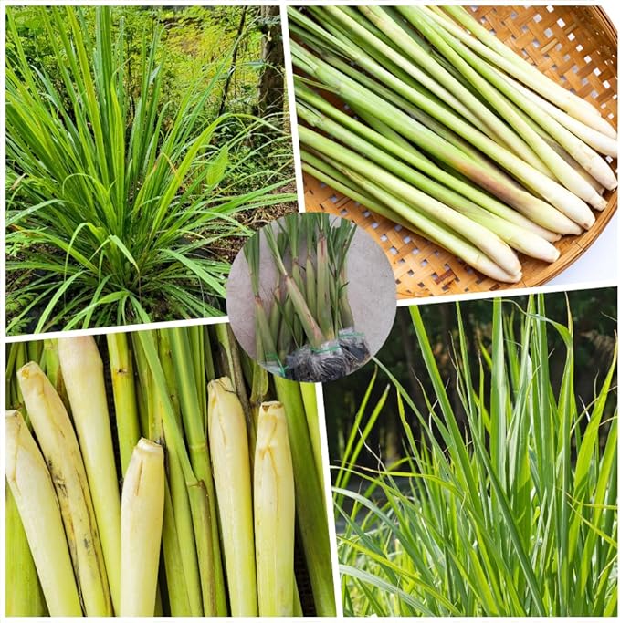 Lemongrass Live Plants, Lemongrass Plants Live, Lemon Grass Live Plant, Well Rooted Lemongrass Herb Seedling for Outdoor Growing, 4 to 6 Inches Tall (Set 5)