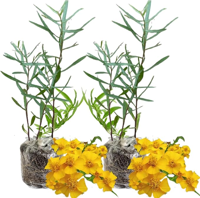 Pack 2 Tarragon Plants Live, Tarragon Herb Well Rooted 4 to 5 Inch, Tarragon Mint for Planting