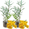 Pack 2 Tarragon Plants Live, Tarragon Herb Well Rooted 4 to 5 Inch, Tarragon Mint for Planting