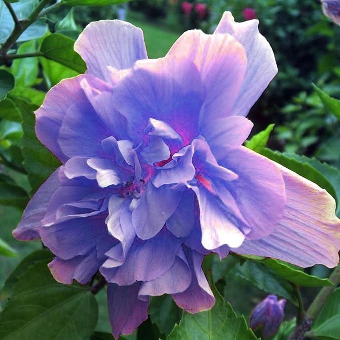 Mixrug Mix Hibiscus Seeds for Planting, 200pcs Rare Perennial Grandiflorus Giant Hibiscus Flower Seeds, Non-GMO Heirloom Beauty Blooms Flowers Plants for Home Garden Outdoors