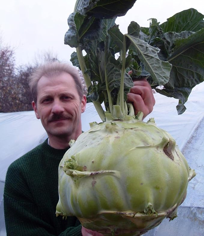 100+ Seeds Giant Kohlrabi Cabbage Biennial - Vegetable Green