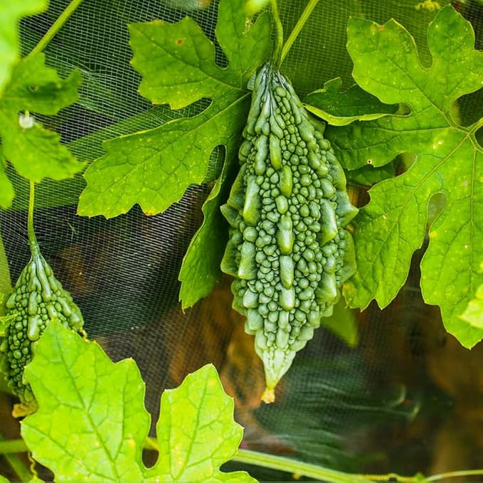 Premium Bitter Gourd Seeds for Planting – 25 Non-GMO Heirloom Seeds - High-Yielding, Extra Long, Authentic Flavor