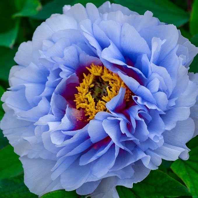 300+ Mixed Peony Seeds for Planting - Non-GMO Heirloom Peony Seeds - Attracts Butterflies Pollinators
