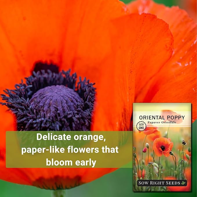 Sow Right Seeds - Oriental Poppy Seeds for Planting - Non-GMO Heirloom Seed Packet with Instructions to Grow a Beautiful Flower Garden - Papery Red Blooms for Outdoors - Self Sowing Perennial (1)