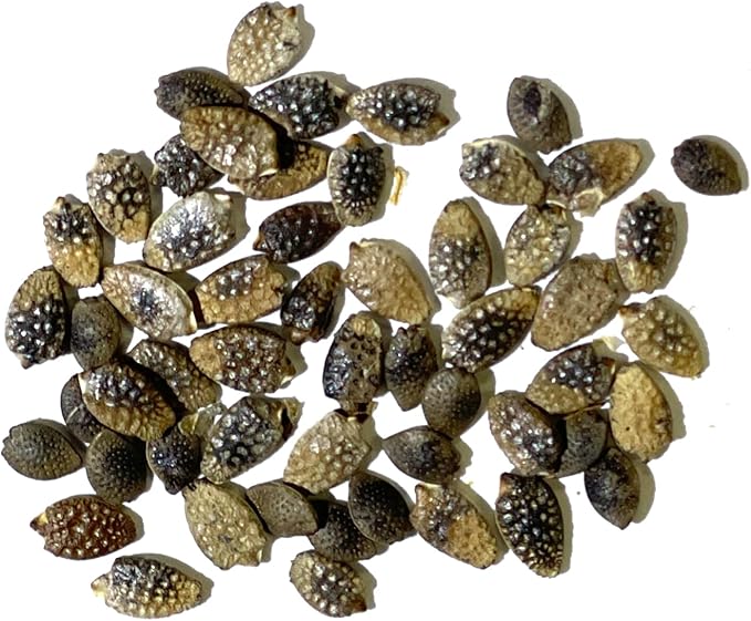 Seed Needs, Purple Passion Flower Seeds - 30 Heirloom Seeds for Planting Passiflora edulis - Annual Heirloom & Open Pollinated Vine/Climber Produces Exotic Blooms (1 Pack)