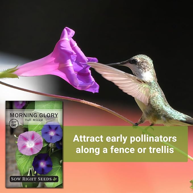 Sow Right Seeds - Tall Mixed Morning Glory Seeds for Planting - Non-GMO Heirloom Packet with Instructions to Grow - Perennial Vining Variety with Multi Color Blooms - Beautiful Trailing Decor (1)